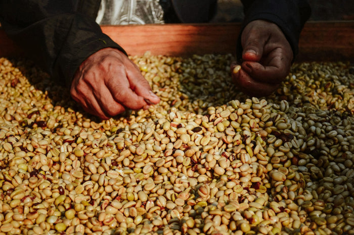 Exploring How Terroir Affects Coffee